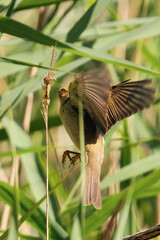 Reed Warbler feeding