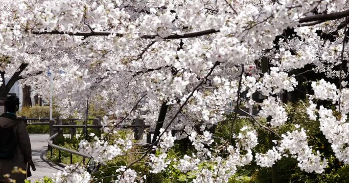 Tunnel di ciliegi Sakura in fiore in Giappone mossi da una leggera brezza primaverile durante una bella giornata dal cielo sereno.