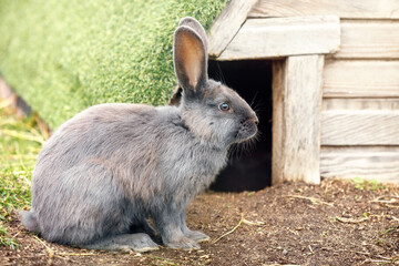 A gray rabbit sitting outside in the sun by his beautiful lodge with a moss roof.