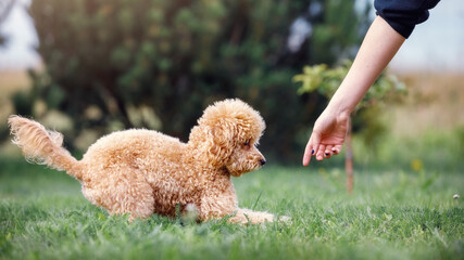 The girl, the hostess of the cute brown poodle, is training her dog in the lawn, she with his arm...