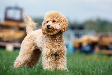 Purebred curly poodle dog, standing on the green grass in the yard. Photo of a cute puppy from below