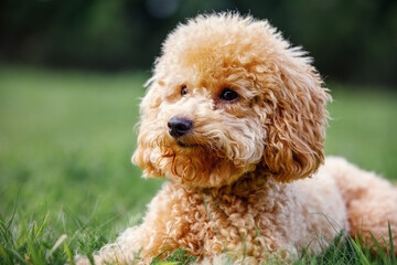 Cute brown dog breed of toy poodle sits on the lawn and looks away at an empty space. Curly puppy lie on a green lawn.