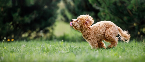 Little dog poodle flying fast on the grass. The dog bites a pink rubber toy. A panoramic photo suitable for a banner has free space for text - obrazy, fototapety, plakaty