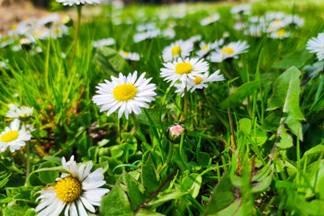 Macro shot of white daisies in the summer garden. Daisy flower background.