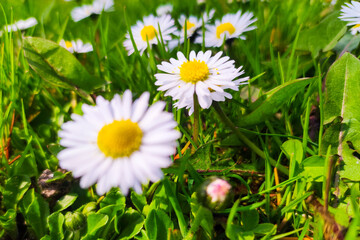 Macro shot of white daisies in the summer garden. Daisy flower background.