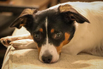 Portrait of Jack Russell Terrier puppy 