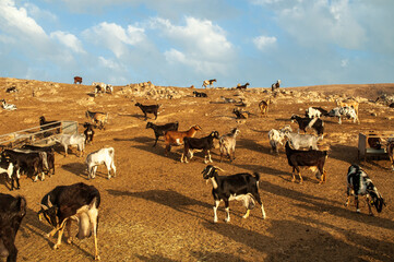 Capre a Fuerteventura