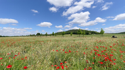 Country road and poppies field in the French Gatinais Regional nature park. Milly-La -Forêt village