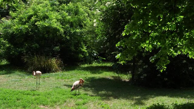 Flamingos standing on grass in a zoo in Paris