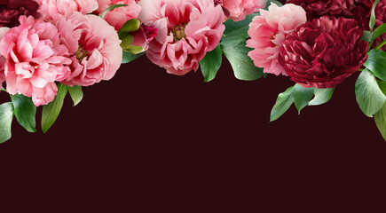 Floral banner, header with copy space. Pink and red peony isolated on dark bordo background. Natural flowers wallpaper or greeting card.