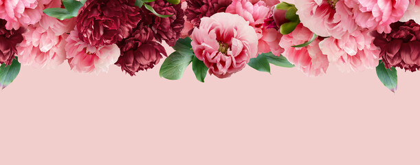 Floral banner, header with copy space. Pink and red peony isolated on pastel background. Natural flowers wallpaper or greeting card.
