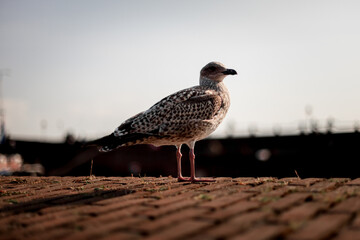 Seagull on the pier