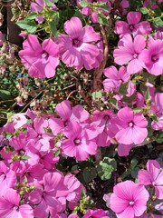 pink flowers in the garden