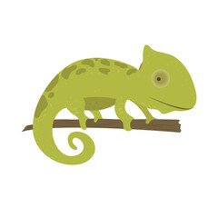 chameleon reptile animal - obrazy, fototapety, plakaty