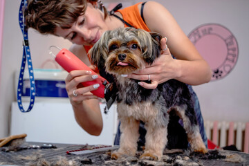A professional female groomer giving a haircut to a sweet Yorkshire terrier on a grooming table in...