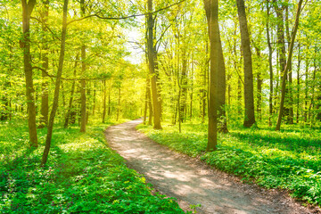 Fototapeta na wymiar Green forest with green spring trees and park path