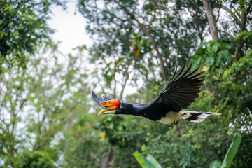 The flying rhinoceros hornbill (Buceros rhinoceros) is a large species of forest hornbill. It is the state bird of the Malaysian state of Sarawak and the country's national bird