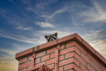 racoonon the roof