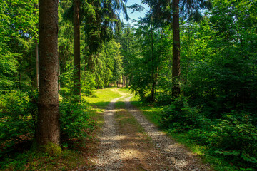 Walking path in green forest park, beauty and freshness of nature, Ukraine, Carpathians