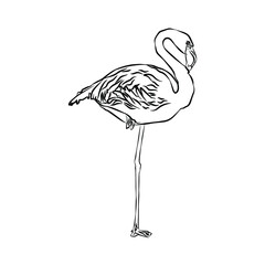 Illustration:Beautiful flamingo stripes, used in general applications