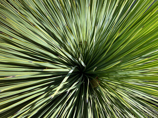 A sharp spiky yucca plant seen from directly above