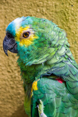 The turquoise-fronted amazon (Amazona aestiva) is a South American species of amazon parrot and one of the most common amazon parrots kept in captivity as a pet or companion parrot.