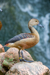 the Lesser whistling duck stands by the pond.
It is a species of whistling duck that breeds in the...