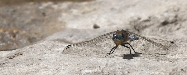 libellule déprimée
