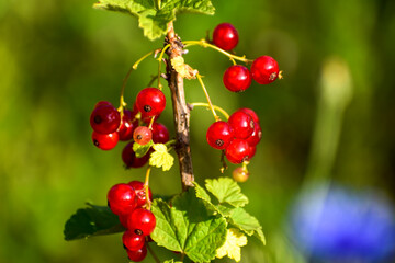 Red currant berries in the sun close-up on a blurred green background