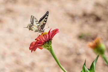 butterfly on flower.