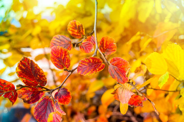 Fototapeta na wymiar Autumn leaves branches close up macro background