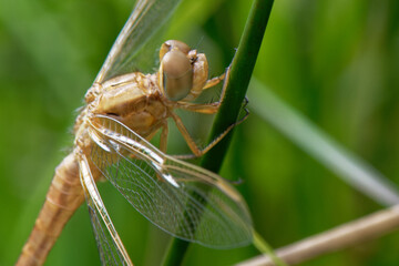 libellule jaune d'or - sumpétrum jaune d'or