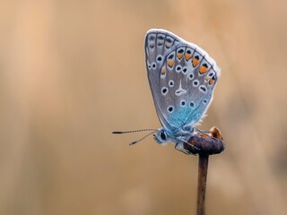 butterfly on a leaf