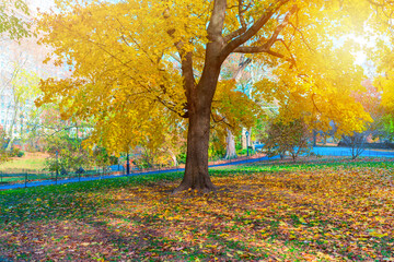 Beautiful autumn tree in Central Park, New York, USA. Epic landscape concept - obrazy, fototapety, plakaty