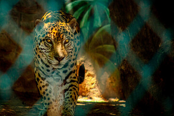 Mirada de Leopardo © Ricardo