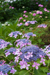 満開のガクアジサイ