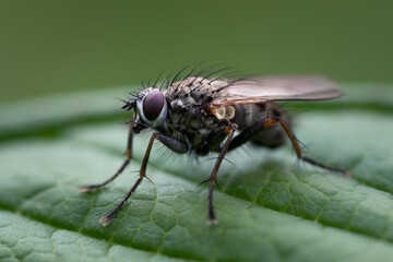 Macro photo of a hairy fly sitting on a green leaf with green background seen from the side