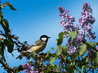 Great tit bird sitting in top of a blooming lilac bush under a blue sky