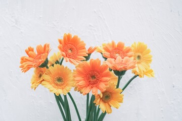 沢山のガーベラ