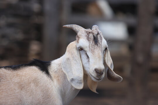 criação de bodes e cabras no nordeste do brasil