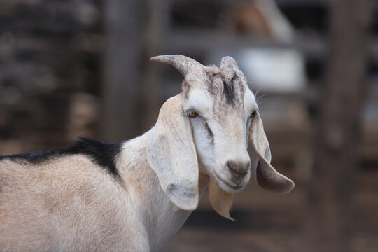 criação de bodes e cabras no nordeste do brasil
