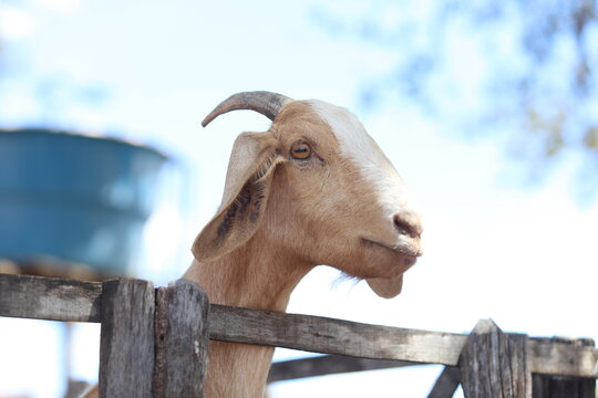 cria&ccedil;&atilde;o de bodes e cabras no nordeste do brasil