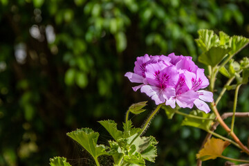 Geranium flower blooming in spring time
