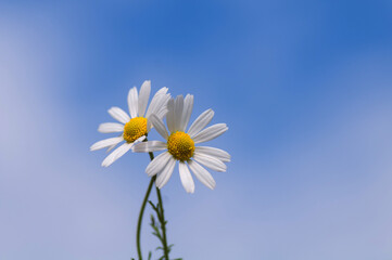daisy against blue sky