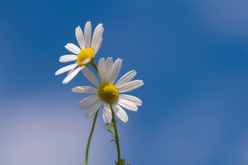 daisy on blue sky background