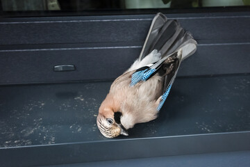 Dead jay after colliding with window