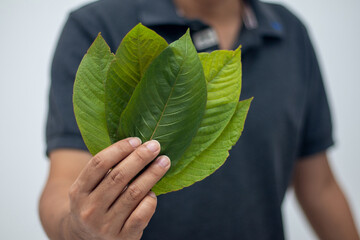 hand holding kratom leaves medicinal herbs