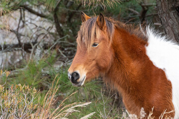 Fototapeta premium Wild Pony in Winter