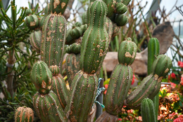 succulents Cactus Plants growing in desert area in garden