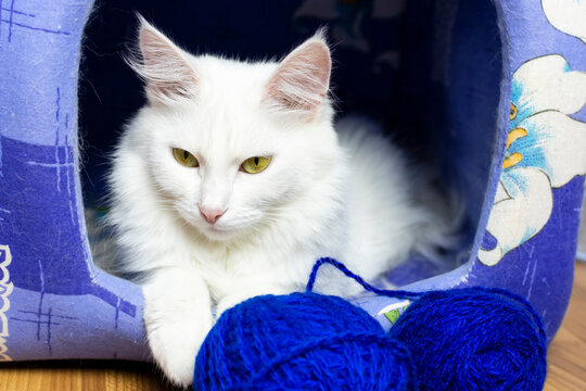 A young white cat of the Turkish van breed (angora) lies in a fabric house with a ball of blue threads. The cat is playing and resting.